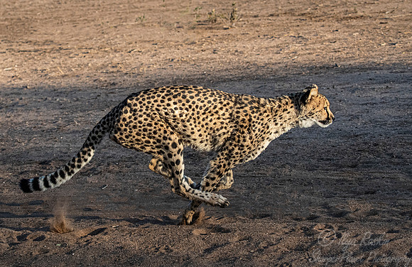 182 Cheetah (Acinonyx jubatus) - Namibia