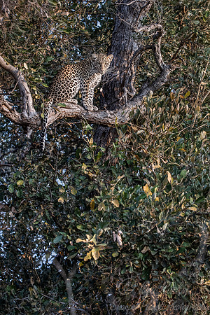 154 Leopard  (Panthera pardus) - KNP South Africa