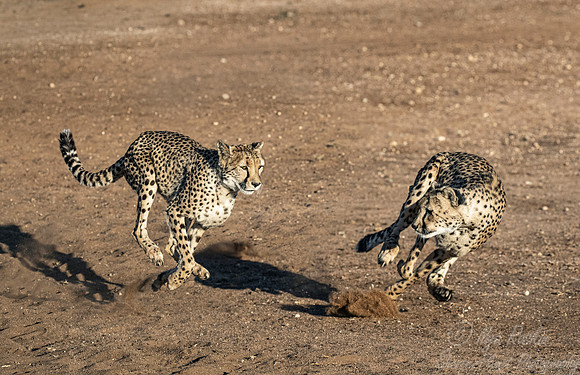 177 Cheetahs (Acinonyx jubatus) - Namibia