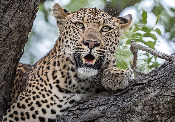 109 Leopard (Panthera pardus) - Sabi Sands South Africa