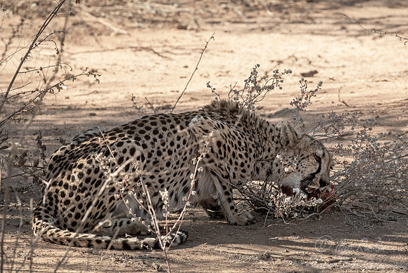 187 Cheetah (Acinonyx jubatus) - Moremi region - Botswana