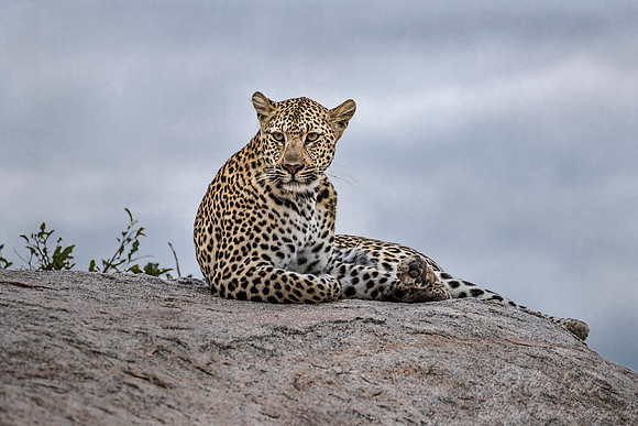 125 Leopard (Panthera pardus) - Sabi Sands South Africa