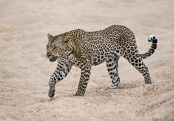 122 Leopard (Panthera pardus) - Sabi Sands South Africa