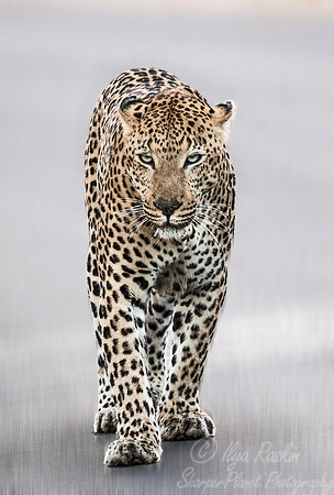 162 Leopard  (Panthera pardus) - KNP South Africa