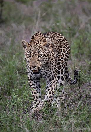 113 Leopard (Panthera pardus) - Sabi Sands South Africa