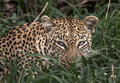 098 Leopard (Panthera pardus) - Sabi Sands South Africa