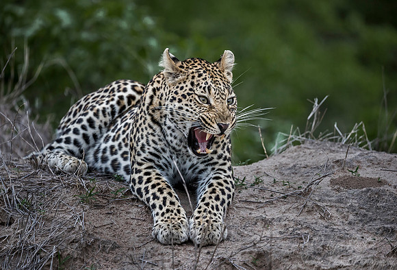 117 Leopard (Panthera pardus) - Sabi Sands South Africa