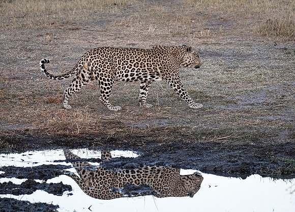 172 Leopard  (Panthera pardus) - Moremi region Botswana