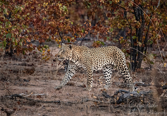 158 Leopard  (Panthera pardus) - KNP South Africa