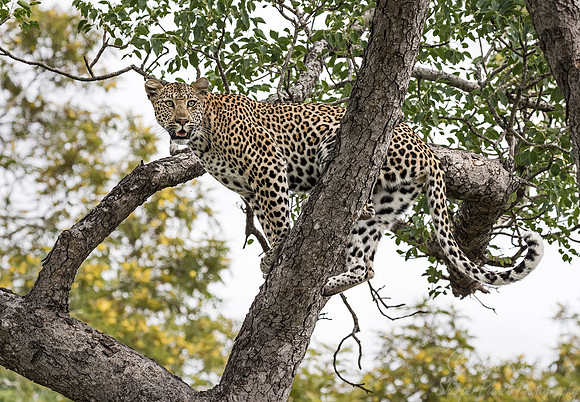 106 Leopard (Panthera pardus) - Sabi Sands South Africa