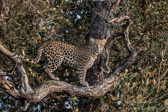 149 Leopard  (Panthera pardus) - KNP South Africa