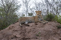 088 Leopard (Panthera pardus) - Sabi Sands South Africa