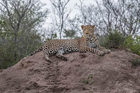 088 Leopard (Panthera pardus) - Sabi Sands South Africa