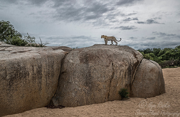 127 Leopard (Panthera pardus) - Sabi Sands South Africa