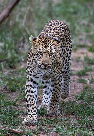 118 Leopard (Panthera pardus) - Sabi Sands South Africa