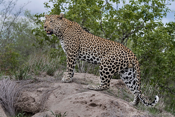 111 Leopard (Panthera pardus) - Sabi Sands South Africa