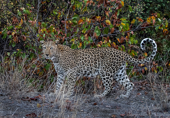 157 Leopard  (Panthera pardus) - KNP South Africa