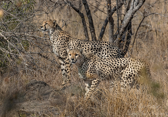 166 Cheetahs (Acinonyx jubatus) - KNP South Africa