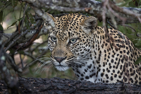 121 Leopard (Panthera pardus) - Sabi Sands South Africa