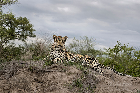 112 Leopard (Panthera pardus) - Sabi Sands South Africa