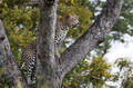 104 Leopard (Panthera pardus) - Sabi Sands South Africa