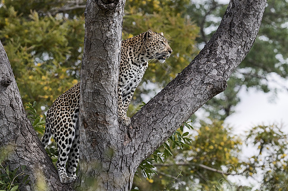 104 Leopard (Panthera pardus) - Sabi Sands South Africa