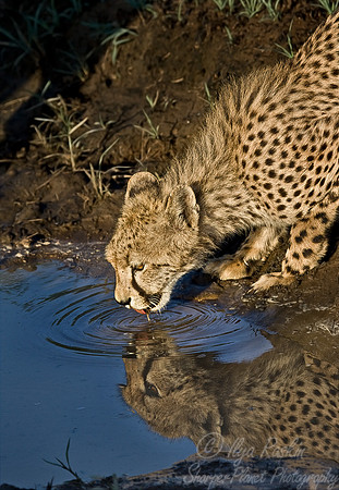 032_Cheetah_South Africa