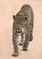 MAMMALS - CATS - AFRICA 2