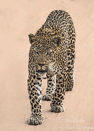 086 Leopard (Panthera pardus) - Sabi Sands South Africa