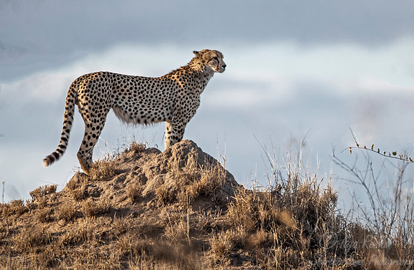 165 Cheetah (Acinonyx jubatus) - KNP South Africa