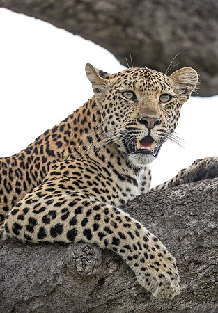 102 Leopard (Panthera pardus) - Sabi Sands South Africa