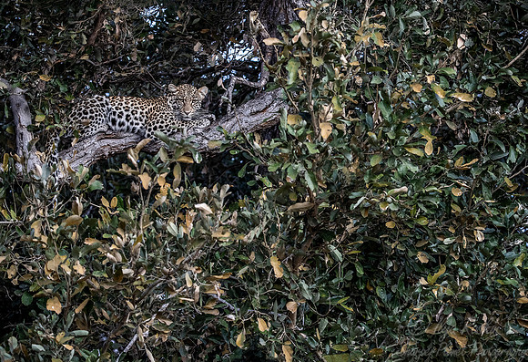 150 Leopard  (Panthera pardus) - KNP South Africa
