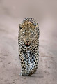 087 Leopard (Panthera pardus) - Sabi Sands South Africa