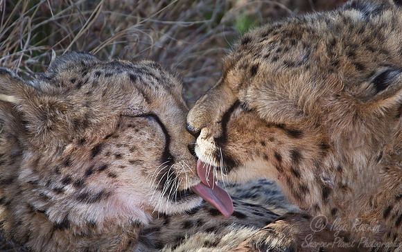 069 Cheetah (Acinonyx jubatus) - Etosha Namibia