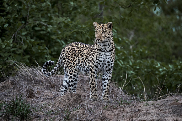 116 Leopard (Panthera pardus) - Sabi Sands South Africa