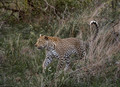 092 Leopard (Panthera pardus) - Sabi Sands South Africa