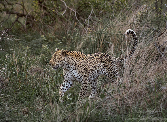 092 Leopard (Panthera pardus) - Sabi Sands South Africa