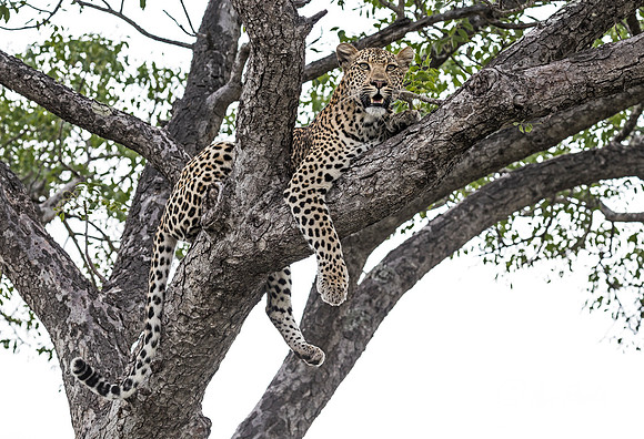 108 Leopard (Panthera pardus) - Sabi Sands South Africa