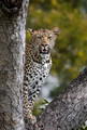 105 Leopard (Panthera pardus) - Sabi Sands South Africa