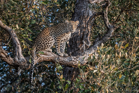 153 Leopard  (Panthera pardus) - KNP South Africa