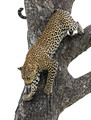 103 Leopard (Panthera pardus) - Sabi Sands South Africa