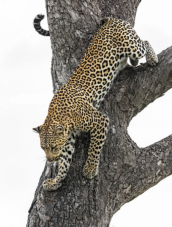 103 Leopard (Panthera pardus) - Sabi Sands South Africa