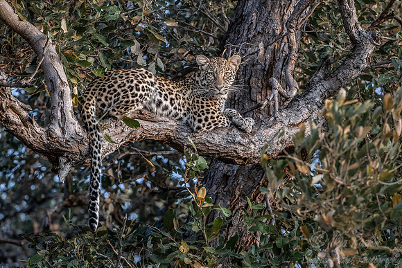 152 Leopard  (Panthera pardus) - KNP South Africa