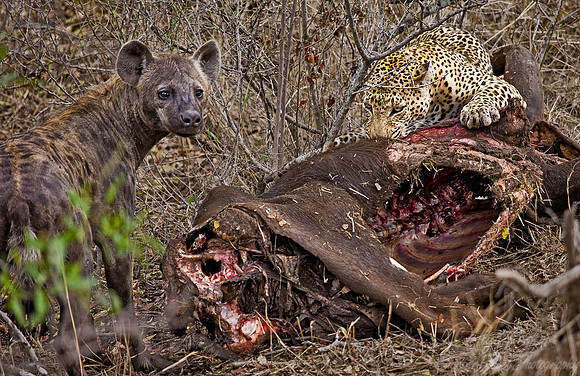 027_Leopard_& Spotted Hyena_South Africa