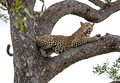 101 Leopard (Panthera pardus) - Sabi Sands South Africa