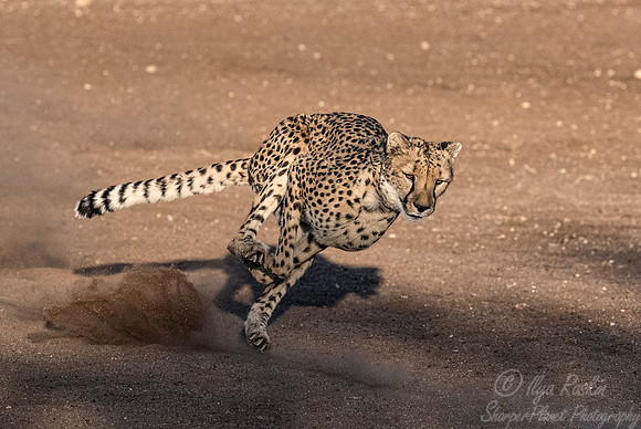 180 Cheetah (Acinonyx jubatus) - Namibia