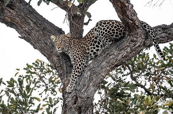 155 Leopard  (Panthera pardus) - KNP South Africa