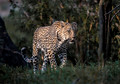 091 Leopard (Panthera pardus) - Sabi Sands South Africa