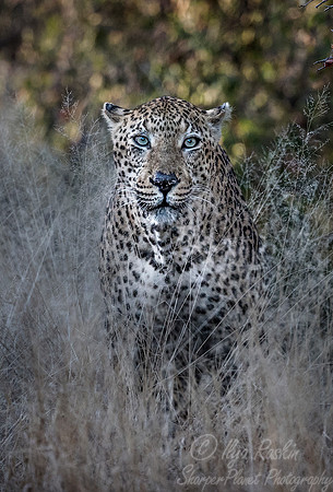 160 Leopard  (Panthera pardus) - KNP South Africa