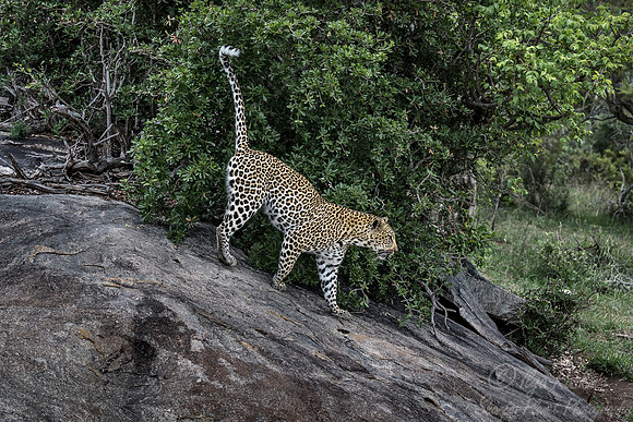 120 Leopard (Panthera pardus) - Sabi Sands South Africa